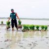 Dukung Program Asta Cita, Babinsa Koramil 1609 Juntinyuat Bantu Petani Penggarapan Lahan Sawah
