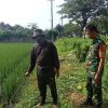 Dukung Program Presiden Prabowo, Koramil 1609 Juntinyuat Melaksanakan Monitoring Perkembangan Tanaman Padi