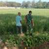 Pendampingan Pertanian TNI, Babinsa Koramil 1605 Sukagumiwang Melaksanakan Monitoring Perawatan Tanaman Padi