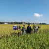 Personil Koramil 1609 Juntinyuat Melaksanakan Kegiatan Monitoring Pendampingan Pertanian