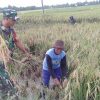 Kegiatan Monitoring Pendampingan Pertanian Oleh Anggota Koramil 1609/Juntinyuat