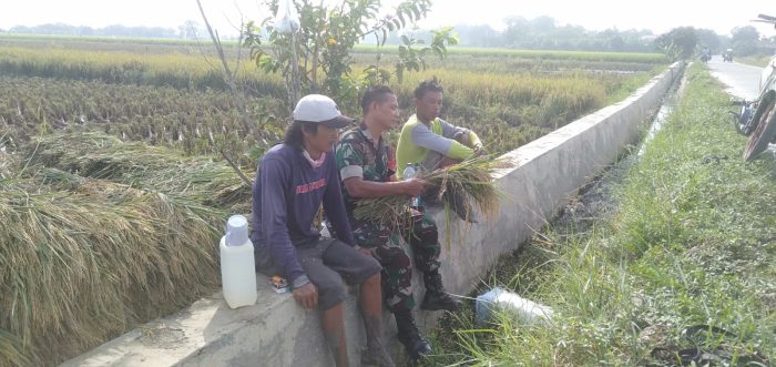 Antisipasi Kerugian Petani, Babinsa Koramil 1609 Juntinyuat Komsos Bersama Peternak Bebek Umbaran
