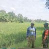 Babinsa Koramil 1604 Jatibarang Monitor Pendampingan Pertanian di Lahan Sawah di Wilayah Binaan