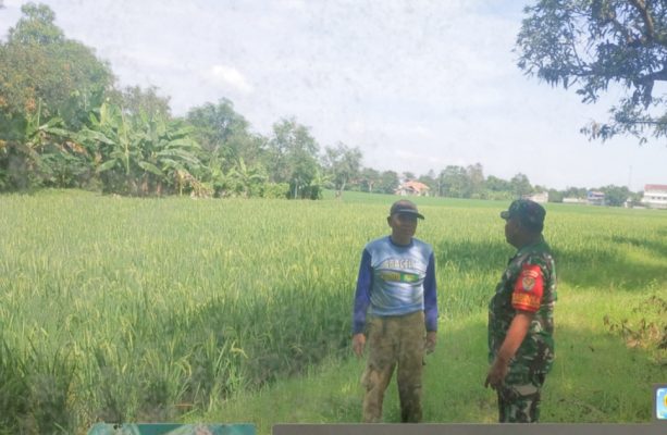 Babinsa Koramil 1604 Jatibarang Monitor Pendampingan Pertanian di Lahan Sawah di Wilayah Binaan