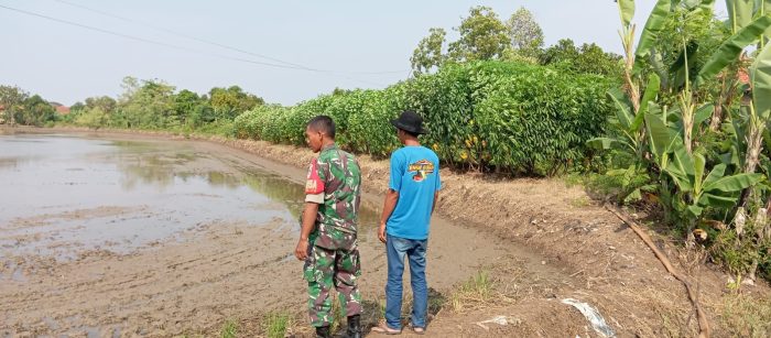 Tingkatkan Swasembada Pangan, Babinsa Koramil 1609 Juntinyuat Monitoring Pendampingan Pertanian Desa Pondoh
