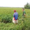 Koramil 1603 Lohbener Monitoring Pendampingan Pertanian Pasca Panen Di Wilayah Binaan