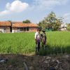 Dukung Program Ketahanan Pangan, Babinsa Koramil 1603 Lohbener Melaksanakan Pendampingan Pertanian