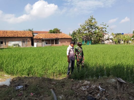 Dukung Program Ketahanan Pangan, Babinsa Koramil 1603 Lohbener Melaksanakan Pendampingan Pertanian