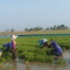 Tingkatkan Swasembada Pangan, Babinsa Koramil 1602 Sindang Bantu Petani Turun Langsung Di Lahan Persawahan