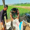 Pendampingan Pertanian, Anggota Koramil 1609/Juntinyuat Bantu Petani Di Lahan Persawahan