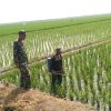 Babinsa Koramil 1602 Sindang Melaksanakan Pendampingan Pertanian Bersama Petani Desa Panyingkiran kidul