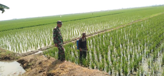 Babinsa Koramil 1602 Sindang Melaksanakan Pendampingan Pertanian Bersama Petani Desa Panyingkiran kidul