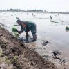 Babinsa Koramil 1609 Juntinyuat Bantu Petani Turun Ke Lahan Sawah Tanam Padi Secara Konvensional
