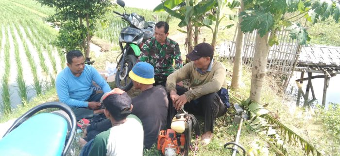 Sukseskan Swasembada Pangan, Babinsa Koramil 1602 Sindang Melaksanakan Pendampingan Pertanian