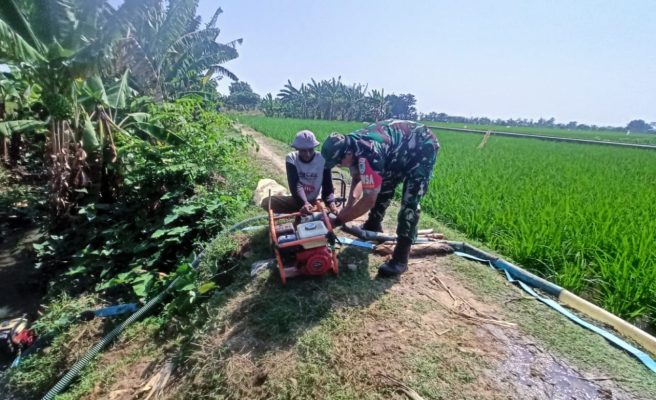 Babinsa Koramil 1611 Losarang Monitoring Dan Pendampingan Pertanian pompanisasi di Blok Rancagunda