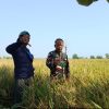 Tingkatkan Program Ketahanan Pangan, Babinsa Koramil 1611 Losarang Melaksanakan Pendampingan Pertanian