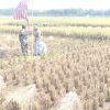 Babinsa Koramil 1605 Sukagumiwang Monitoring Dan Pendampingan Pertanian Panen Raya Desa Tenajar Lor