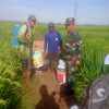 Babinsa Koramil 1605 Sukagumiwang Melaksanakan Kegiatan Monitoring Dan Pendampingan pertanian
