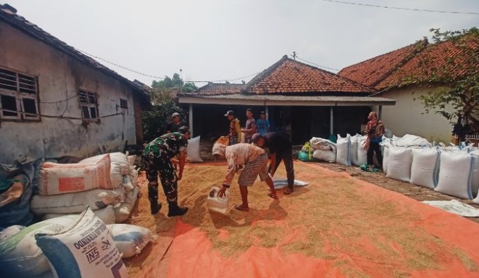 Babinsa Koramil 1611 Losarang Monitoring Dan Pendampingan Pertanian Desa Jangga