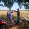Babinsa Koramil 1605 Sukagumiwang Monitoring Dan Pendampingan Pertanian Panen Padi di Desa Sukagumiwang