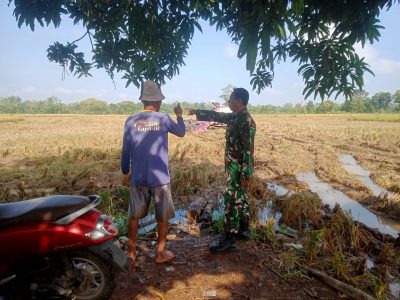 Babinsa Koramil 1605 Sukagumiwang Monitoring Dan Pendampingan Pertanian Panen Padi di Desa Sukagumiwang