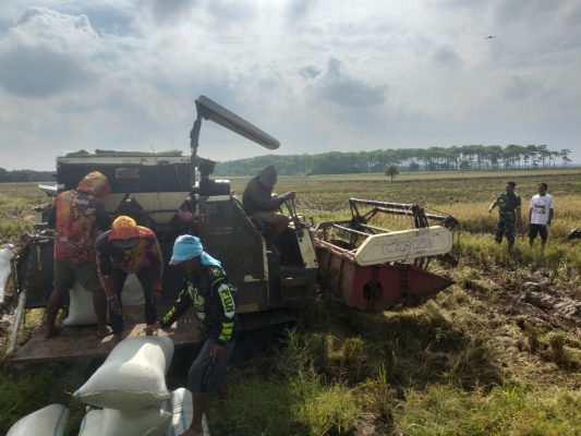 Babinsa Koramil 1605 Sukagumiwang Monitoring dan Pendampingan Pertanian Panen Padi di Desa Cadangpinggan