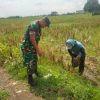 Babinsa Koramil 1605 Sukagumiwang Monitoring Dan Pendampingan Pembersihan Galengan Sawah Desa Gedangan