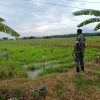 Babinsa Koramil 1605 Sukagumiwang Monitoring Dan Pendampingan Pengolahan Lahan Sawah