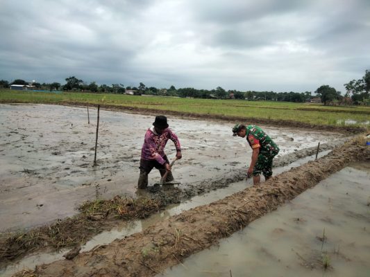 Wujudkan Swasembada Pangan, Babinsa Koramil 1605 Sukagumiwang Bantu Petani Pengolahan Lahan Sawah