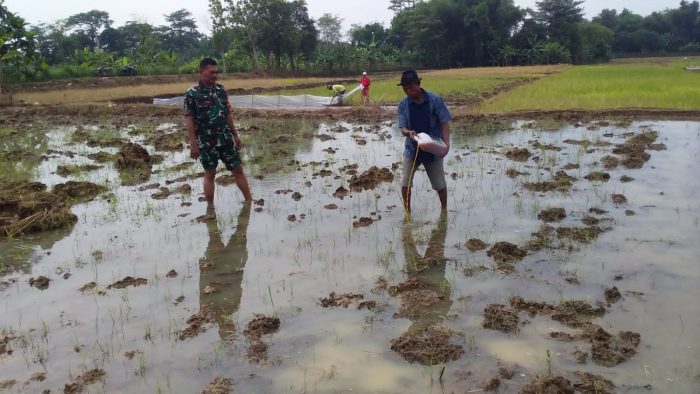 Wujudkan Swasembada Pangan, Babinsa Bantu Petani Melaksanakan Pendampingan Pengolahan Lahan Sawah
