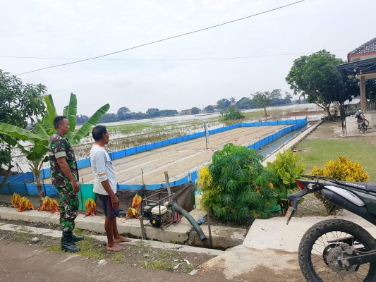 Bersama TNI Dukung Progam Ketahanan Pangan, Babinsa Koramil 1603 Lohbener Lakukan Pendampingan Pertanian