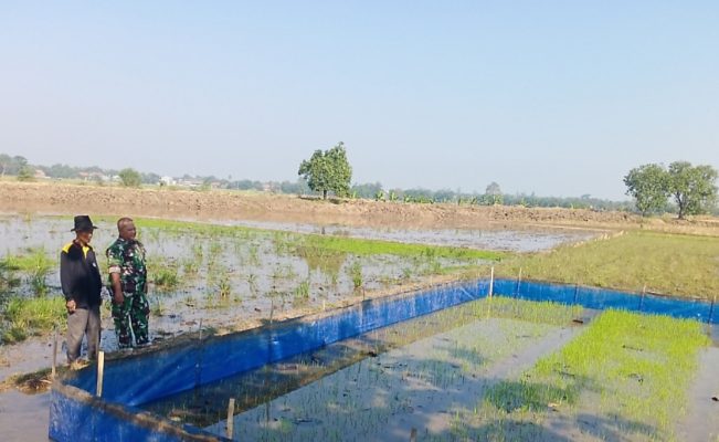 Sukseskan Swasembada Pangan, Babinsa Koramil 1605 Sukagumiwang Laksanakan Pendampingan Pertanian