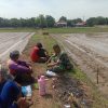 Sukseskan Swasembada Pangan, Babinsa Koramil 1602 Sindang Turun Langsung Ke Sawah Lakukan Pendampingan Pertanian