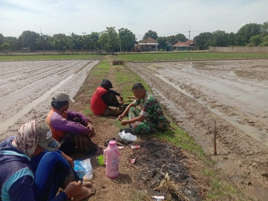 Sukseskan Swasembada Pangan, Babinsa Koramil 1602 Sindang Turun Langsung Ke Sawah Lakukan Pendampingan Pertanian