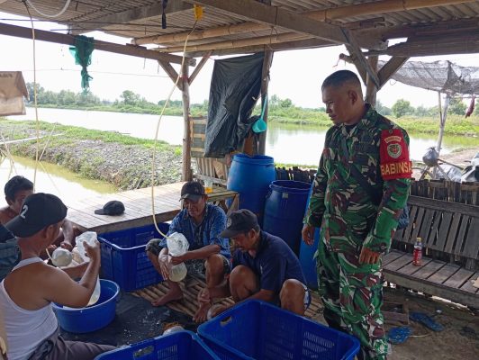 Tingkatkan Produktivitas, Koramil 1601/Indramayu Komsos Bersama Masyarakat Petani Tambak