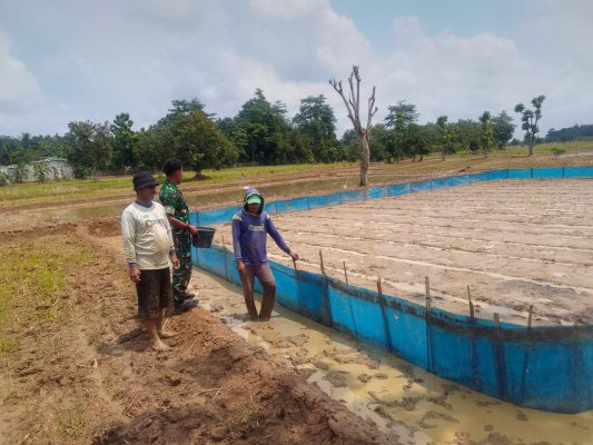 Bersama Rakyat TNI Kuat, Babinsa Koramil 1605 Sukagumiwang Melaksanakan Pendampingan Pertanian