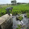 Aksi Nyata TNI, Danramil 1603 Lohbener Bersama Anggota Menggelar Gotong Royong Pembersihan Ecenggondok