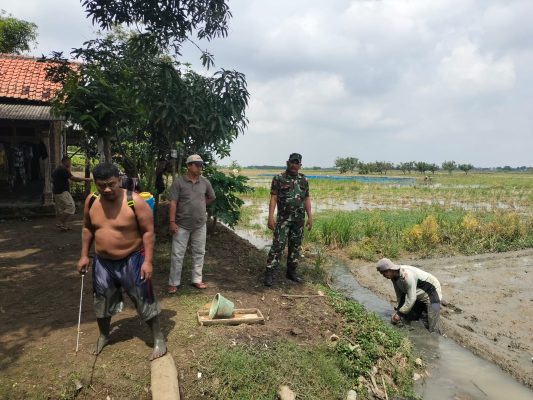 Tingkatkan Produktivitas Pertanian, Babinsa Koramil 1605 Sukagumiwang Monitoring Dan Pendampingan Pembersihan Gulma