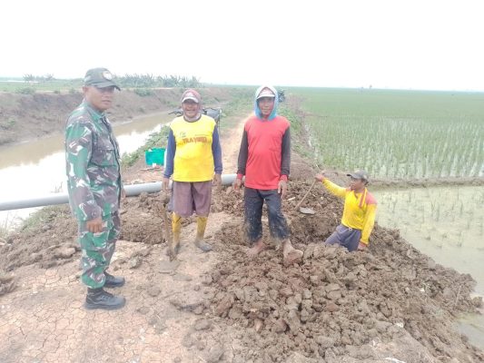 TNI Bersama Petani Sukseskan Swasembada Pangan, Babinsa Koramil 1611 Losarang Rutinitas Pendampingan Pertanian