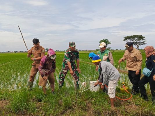 Bantu Petani Penaggulangan Hama, Babinsa Koramil 1602 Sindang Gropyokan Tikus Desa Pasekan