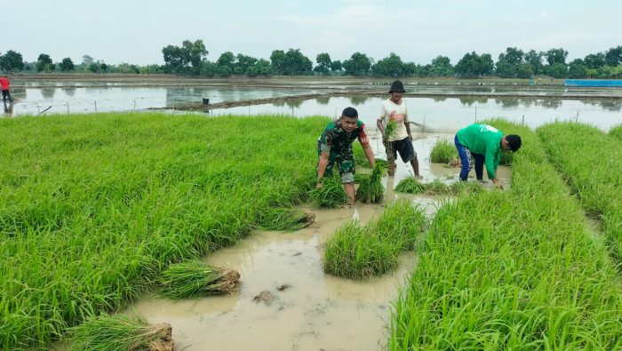 Sukseskan Swasembada Pangan, Kopda Purwidiyanto Babinsa Koramil1609/Juntinyuat Melaksanakan Pendampingan Pertanian