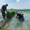 Koramil 1605 Sukagumiwang Monitoring Dan Pendampingan Penanaman Padi Di Area Lahan Sawah Desa Jengkok