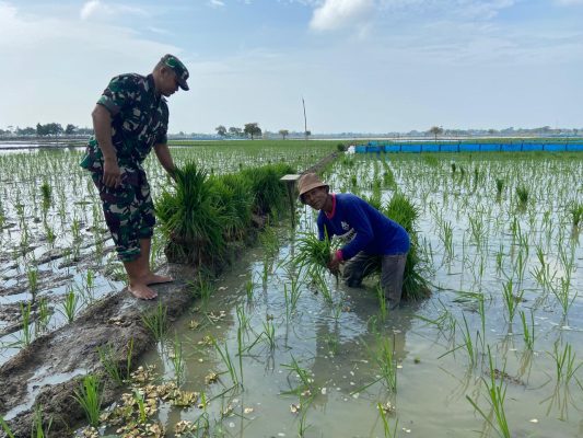 Koramil 1605 Sukagumiwang Monitoring Dan Pendampingan Penanaman Padi Di Area Lahan Sawah Desa Jengkok