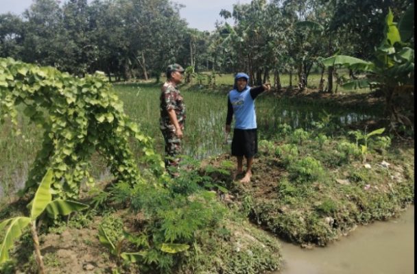 Babinsa Koramil 1605 Sukagumiwang Laksanakan Pendampingan Pembersihan Sawah Dan Kebon Cabe