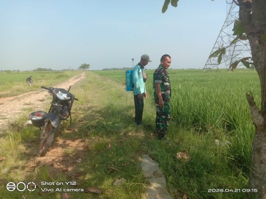 Babinsa Koramil 1605 Sukagumiwang Monitoring Pendampingan Penanaman Padi di Area Sawah Desa Gunungsari