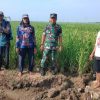 Koramil 1605 Sukagumiwang Monitoring Dan Pendampingan Pertanian di Area Sawah Desa Tenajar Kidul