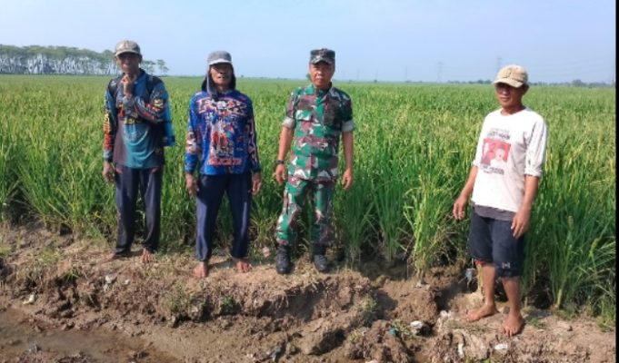 Koramil 1605 Sukagumiwang Monitoring Dan Pendampingan Pertanian di Area Sawah Desa Tenajar Kidul