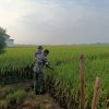 Babinsa Koramil 1605 Sukagumiwang Monitoring Dan Pendampingan Pertanian Desa Larangan Jambe