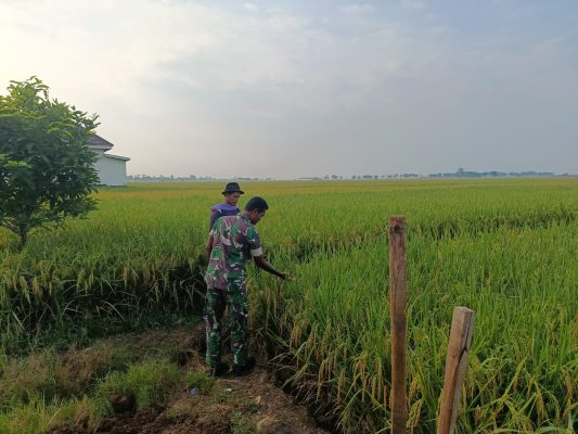 Babinsa Koramil 1605 Sukagumiwang Monitoring Dan Pendampingan Pertanian Desa Larangan Jambe