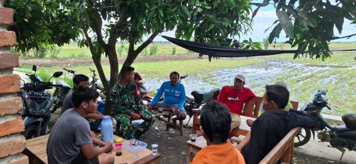 Dukung Program Swasembada Pangan, Babinsa Koramil 1601 Indramayu Lakukan Komsos Dengan Para Petani